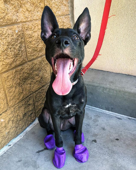 2020 Cause for Paws