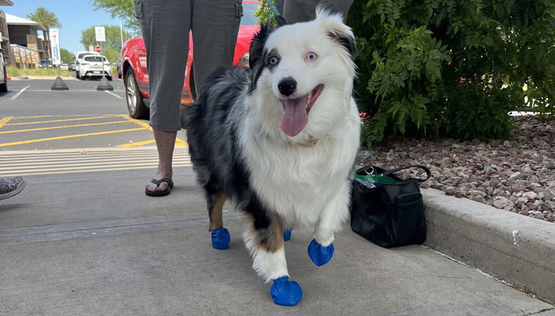 Cause for Paws 2025