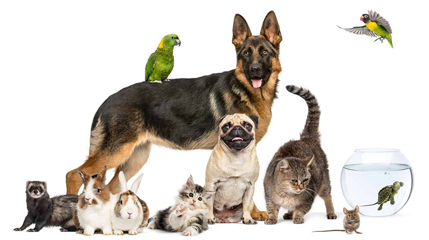 Pets