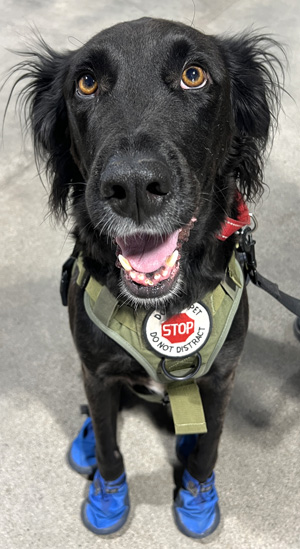 Operation K9 Companion 2026 winner Rolly